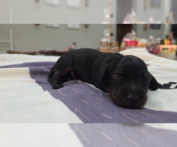 Medium Photo #7 Dachshund Puppy For Sale in WEST PLAINS, MO, USA