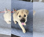 *Sasha - Female German Shepherd Dog-Unknown Mix Dog for Adoption - Small photo