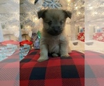 Small Photo #3 Pom-A-Nauze Puppy For Sale in INDIO, CA, USA