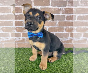 Mutt Dogs for adoption in Corona, CA, USA