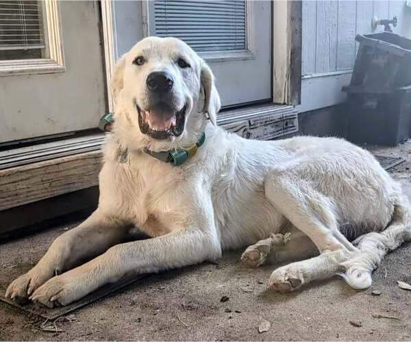 Medium Photo #1 Great Pyrenees Puppy For Sale in Bend, OR, USA