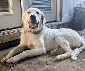 Great Pyrenees Dogs for adoption in Bend, OR, USA