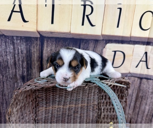 Medium Photo #24 Morkie Puppy For Sale in CASSVILLE, MO, USA