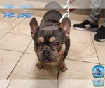 Small Photo #7 French Bulldog Puppy For Sale in SCHERERVILLE, IN, USA