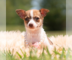 Small #1 Chihuahua