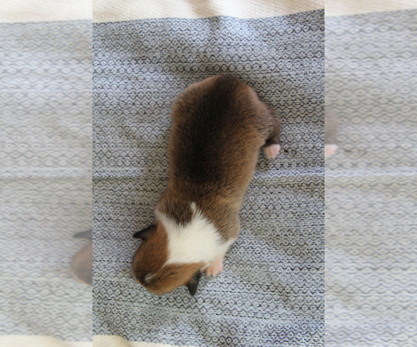Medium Photo #15 Pembroke Welsh Corgi Puppy For Sale in FAIR GROVE, MO, USA