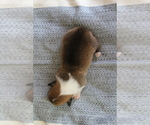 Small #14 Pembroke Welsh Corgi