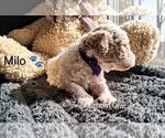 Small Photo #104 Goldendoodle (Miniature) Puppy For Sale in GASTONIA, NC, USA