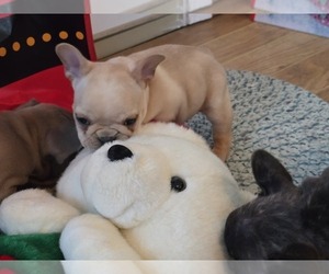 French Bulldog Puppy for Sale in GREENEVILLE, Tennessee USA