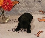 Small Photo #5 Australian Labradoodle-Labradoodle Mix Puppy For Sale in ROY, WA, USA