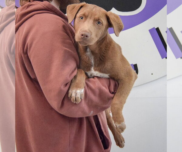 Medium Photo #3 Labrador Retriever Puppy For Sale in Huntley, IL, USA