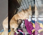 Small Photo #2 Pembroke Welsh Corgi-Pomsky Mix Puppy For Sale in WINDSOR, CO, USA