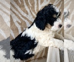 Small Photo #1 Bernedoodle Puppy For Sale in CHATHAM, PA, USA