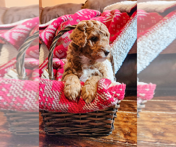 Medium Photo #14 Goldendoodle mix (+ Poodle Miniature) Puppy For Sale in CARLISLE, PA, USA