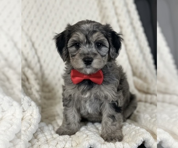 Medium Photo #2 Whoodle (Miniature) Puppy For Sale in RICHMOND, IL, USA