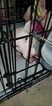 Small Photo #109 Bull Terrier Puppy For Sale in JACKSON, MI, USA