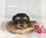 Small #7 Yorkshire Terrier