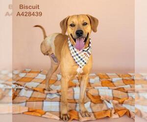 Labrador Retriever-Unknown Mix Dogs for adoption in Conroe, TX, USA