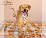 BISCUIT - Male Labrador Retriever-Unknown Mix Dog for Adoption - Small photo