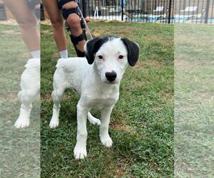 German Shorthaired Pointer-Unknown Mix Dogs for adoption in Spring Lake, NC, USA