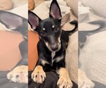 Small Photo #4 Miniature Pinscher-Unknown Mix Puppy For Sale in Oakhurst, NJ, USA