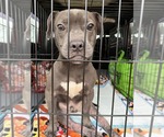Small #6 American Staffordshire Terrier Mix