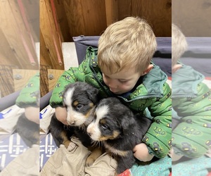 Bernese Mountain Dog Puppy for sale in ARLINGTON, WA, USA