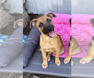 Mutt Dogs for adoption in Milwaukie, OR, USA