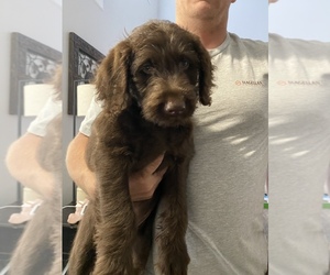 Labradoodle Puppy for sale in NEWNAN, GA, USA