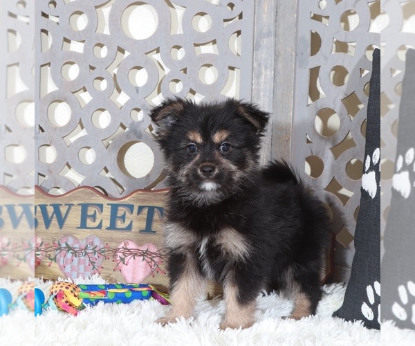 Medium Photo #5 Yoranian Puppy For Sale in MOUNT VERNON, OH, USA
