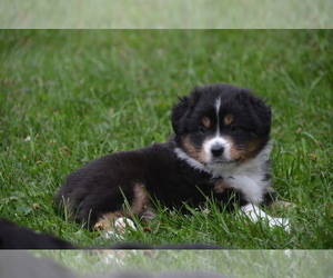 Miniature Australian Shepherd Litter for sale in CREEKSIDE, PA, USA