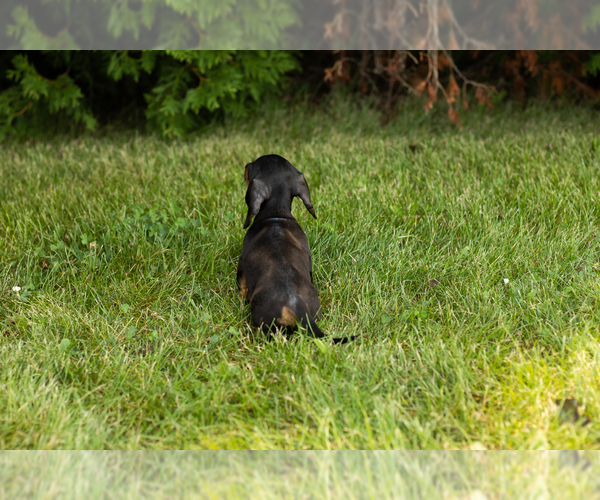 Medium Photo #4 Dachshund Puppy For Sale in MILFORD, IN, USA