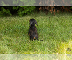 Small #3 Dachshund
