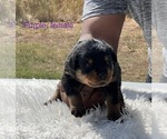 Small Photo #5 Rottweiler Puppy For Sale in FORT WORTH, TX, USA