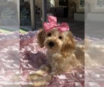 Small Photo #45 Goldendoodle mix (+ Poodle Miniature) Puppy For Sale in MENIFEE, CA, USA