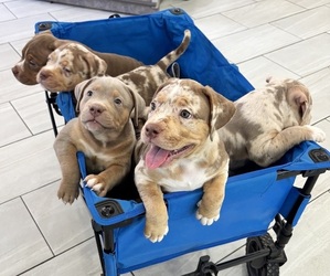 American Bully Puppy for sale in Brampton, Ontario, Canada