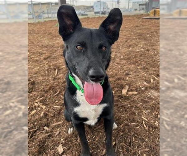 Medium Photo #1 Border Collie-Unknown Mix Puppy For Sale in Denver, CO, USA