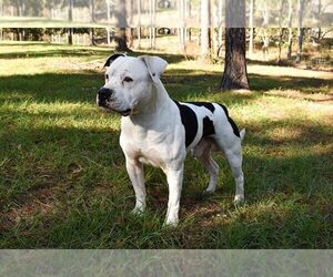 American Bulldog Puppy for sale in LAS VEGAS, NV, USA