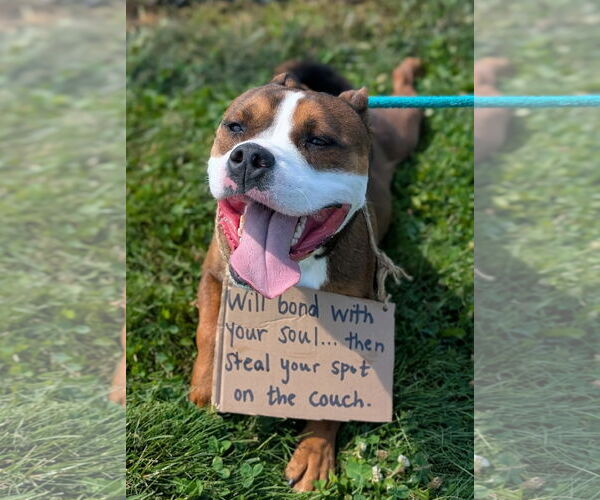 Medium Photo #4 American Pit Bull Terrier-Unknown Mix Puppy For Sale in Rootstown, OH, USA