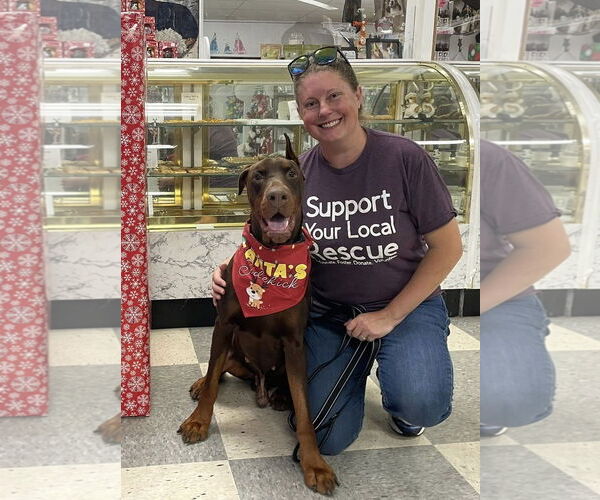 Medium Photo #4 Doberman Pinscher-Unknown Mix Puppy For Sale in Rochester, NY, USA