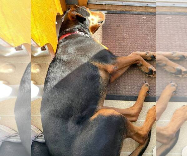 Medium Photo #6 Doberman Pinscher-Unknown Mix Puppy For Sale in Buffalo, MN, USA