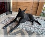 Small #1 Australian Kelpie