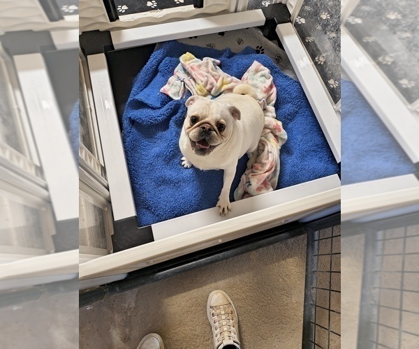 Medium Photo #2 Pug Puppy For Sale in MAXWELL, NM, USA