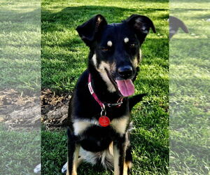 Mutt Dogs for adoption in Farmington, MN, USA