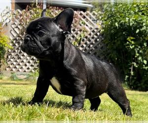 French Bulldog Puppy for Sale in MEDFORD, Oregon USA