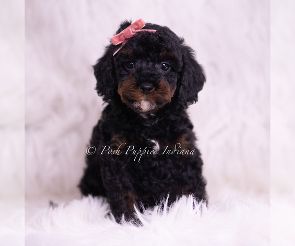 Medium Photo #2 Poodle (Miniature) Puppy For Sale in WARSAW, IN, USA