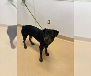 Rottweiler Dogs for adoption in Placerville, CA, USA