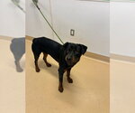 Small Rottweiler