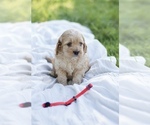 Puppy 1 Cock-A-Poo