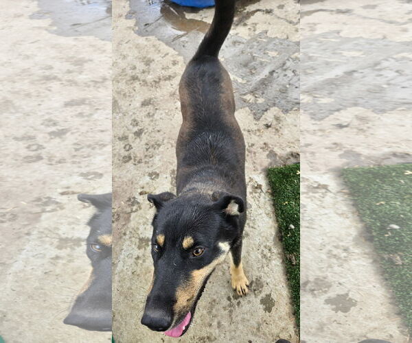 Medium Photo #2 Siberian Husky-Unknown Mix Puppy For Sale in Tracy City, TN, USA